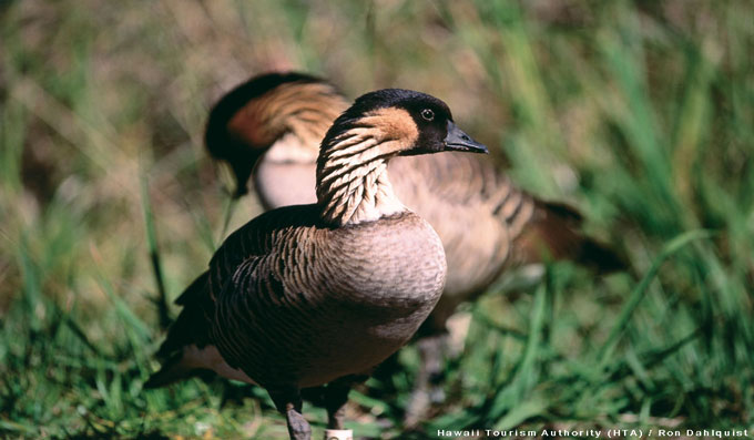 Nene Goose