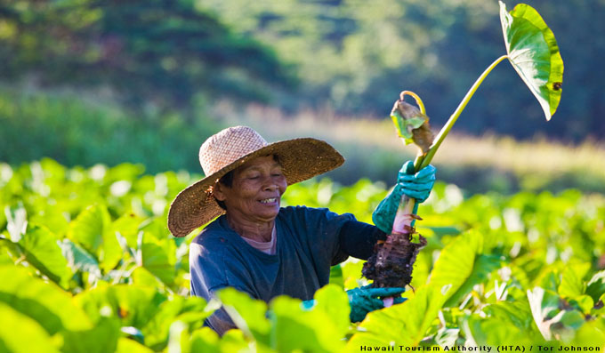 Taro loi worker