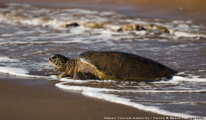 Sea Turtle