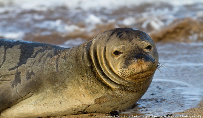 Hawaiian Monk Seal